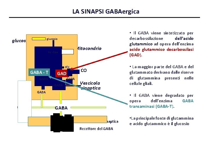 LA SINAPSI GABAergica glucosio Mitocondrio Ac -Coa glu GABA --TT GAD GABA GABA Glia