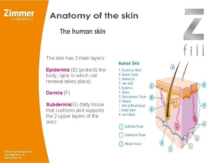 The skin has 3 main layers: Epidermis (E) (protects the body, lazer in which