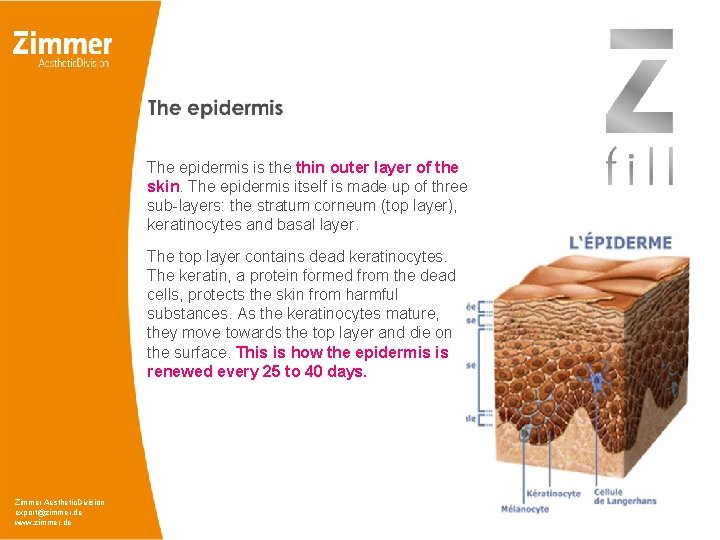 The epidermis is the thin outer layer of the skin. The epidermis itself is