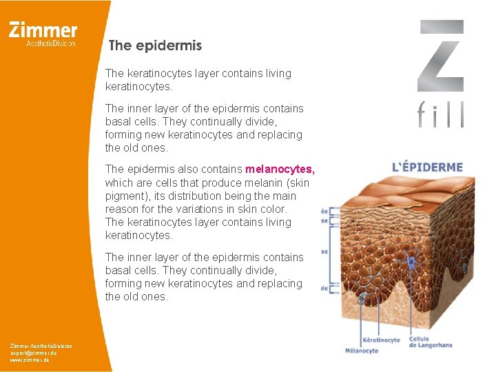 The keratinocytes layer contains living keratinocytes. The inner layer of the epidermis contains basal