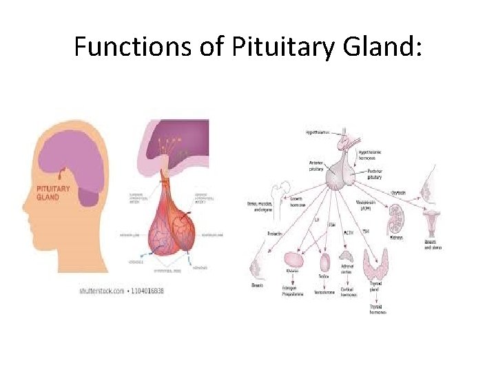 Functions of Pituitary Gland: 