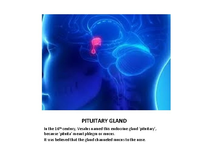 PITUITARY GLAND In the 16 th century, Vesalus named this endocrine gland ‘pituitary’, because