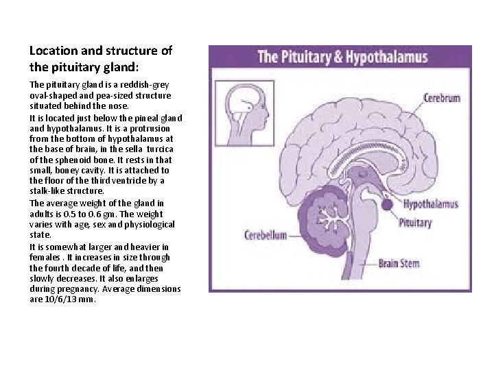 Location and structure of the pituitary gland: The pituitary gland is a reddish-grey oval-shaped