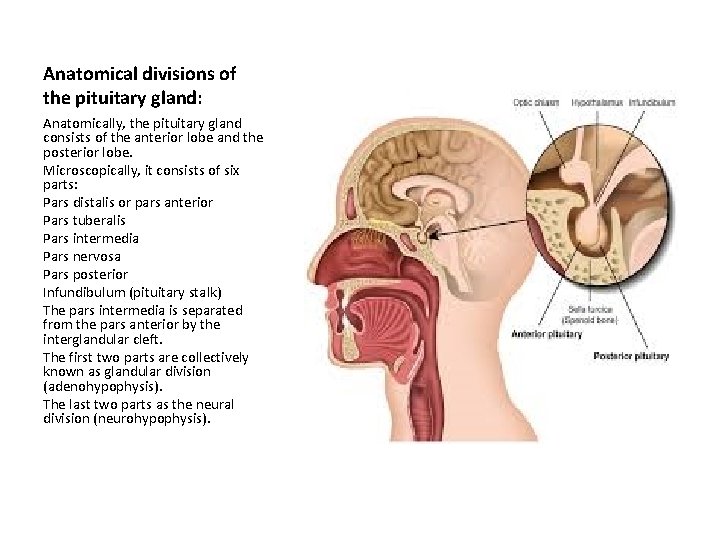 Anatomical divisions of the pituitary gland: Anatomically, the pituitary gland consists of the anterior