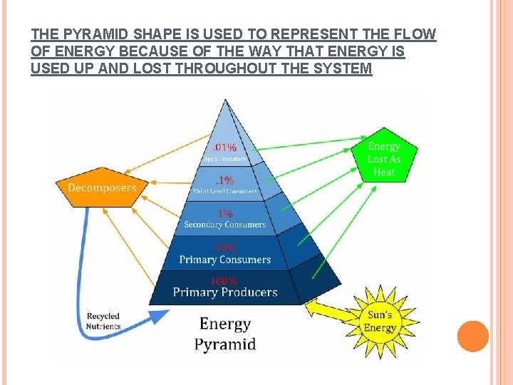 THE PYRAMID SHAPE IS USED TO REPRESENT THE FLOW OF ENERGY BECAUSE OF THE