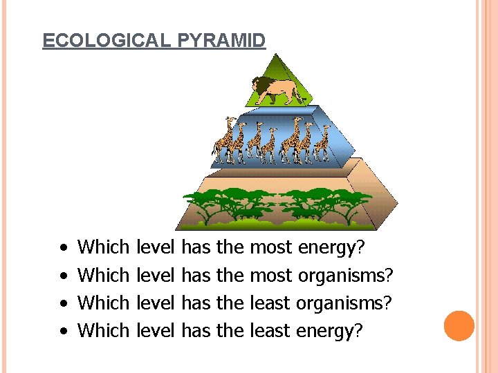 ECOLOGICAL PYRAMID • • Which level has has the the most energy? most organisms?