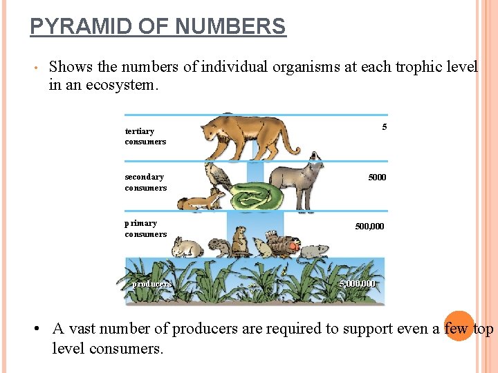 PYRAMID OF NUMBERS • Shows the numbers of individual organisms at each trophic level