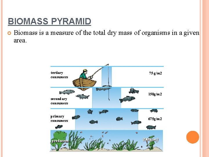 BIOMASS PYRAMID Biomass is a measure of the total dry mass of organisms in