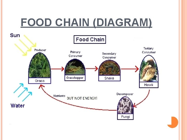 FOOD CHAIN (DIAGRAM) 