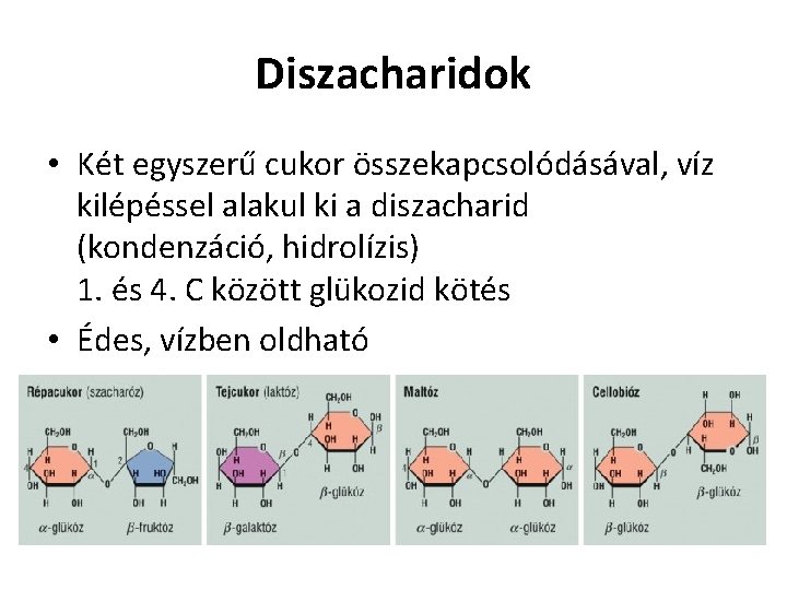 Diszacharidok • Két egyszerű cukor összekapcsolódásával, víz kilépéssel alakul ki a diszacharid (kondenzáció, hidrolízis)