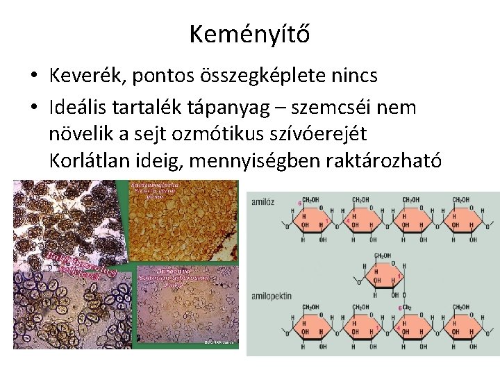 Keményítő • Keverék, pontos összegképlete nincs • Ideális tartalék tápanyag – szemcséi nem növelik