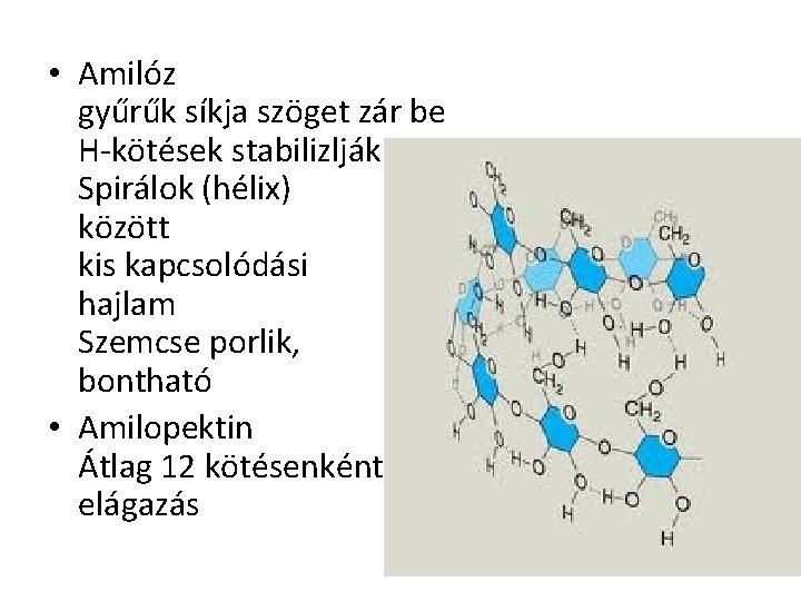  • Amilóz gyűrűk síkja szöget zár be H-kötések stabilizlják Spirálok (hélix) között kis