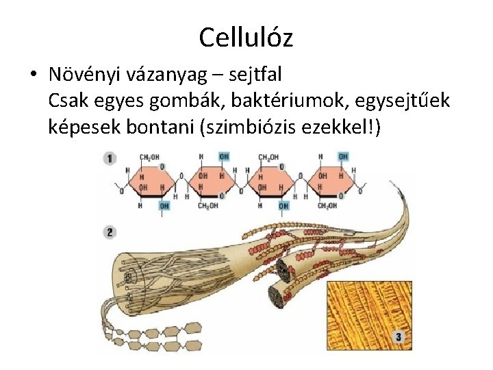 Cellulóz • Növényi vázanyag – sejtfal Csak egyes gombák, baktériumok, egysejtűek képesek bontani (szimbiózis