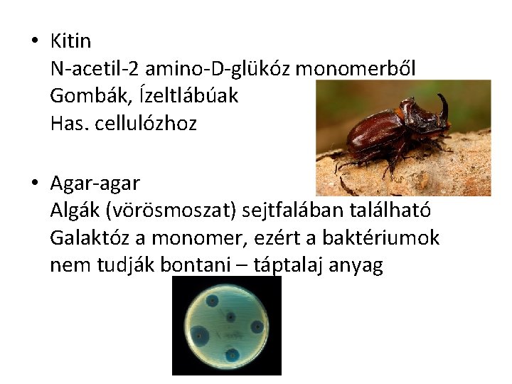  • Kitin N-acetil-2 amino-D-glükóz monomerből Gombák, Ízeltlábúak Has. cellulózhoz • Agar-agar Algák (vörösmoszat)