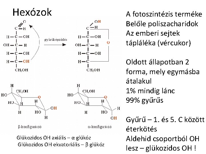 Hexózok A fotoszintézis terméke Belőle poliszacharidok Az emberi sejtek tápláléka (vércukor) Oldott állapotban 2