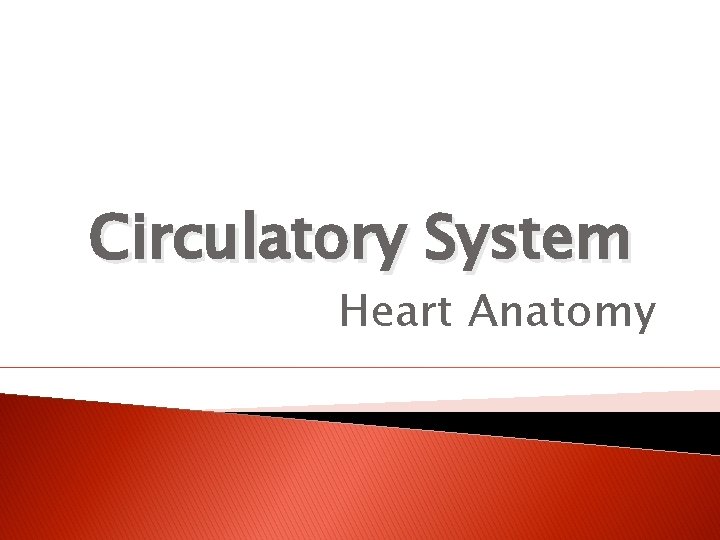 Circulatory System Heart Anatomy 