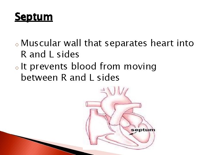 Septum Muscular wall that separates heart into R and L sides o It prevents