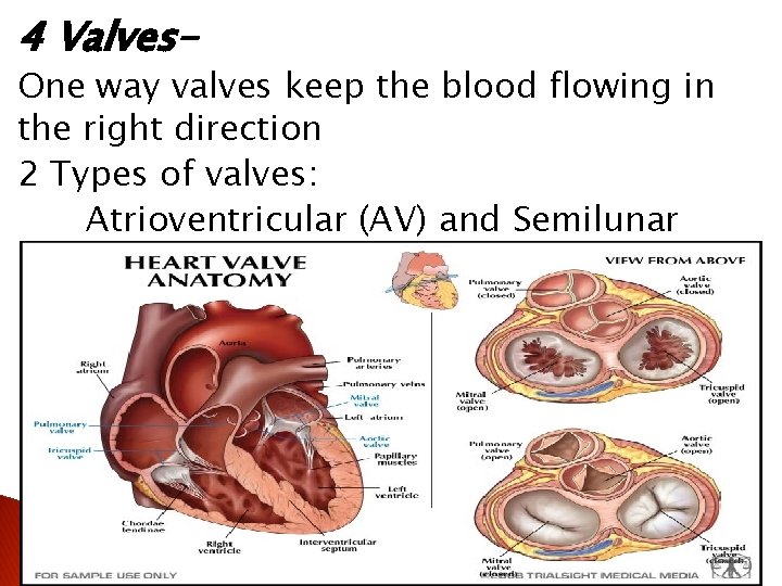 4 Valves- One way valves keep the blood flowing in the right direction 2