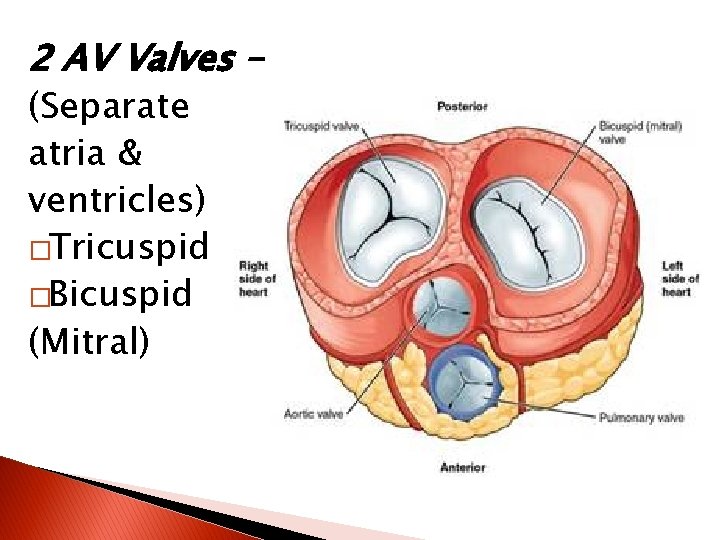 2 AV Valves – (Separate atria & ventricles) �Tricuspid �Bicuspid (Mitral) 