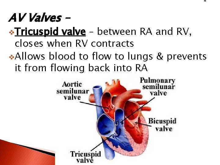 v. Tricuspid , AV Valves – valve – between RA and RV, closes when