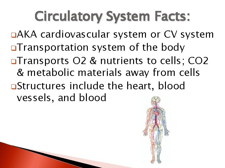 Circulatory System Facts: q. AKA cardiovascular system or CV system q. Transportation system of