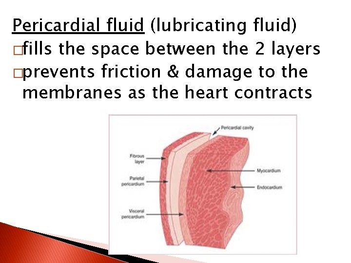 Pericardial fluid (lubricating fluid) �fills the space between the 2 layers �prevents friction &