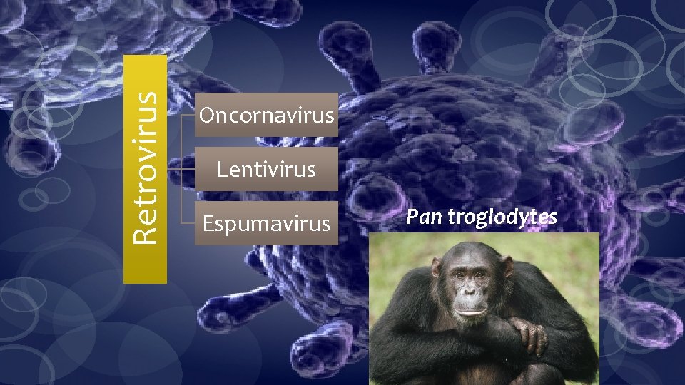 Retrovirus Oncornavirus Lentivirus Espumavirus Pan troglodytes 