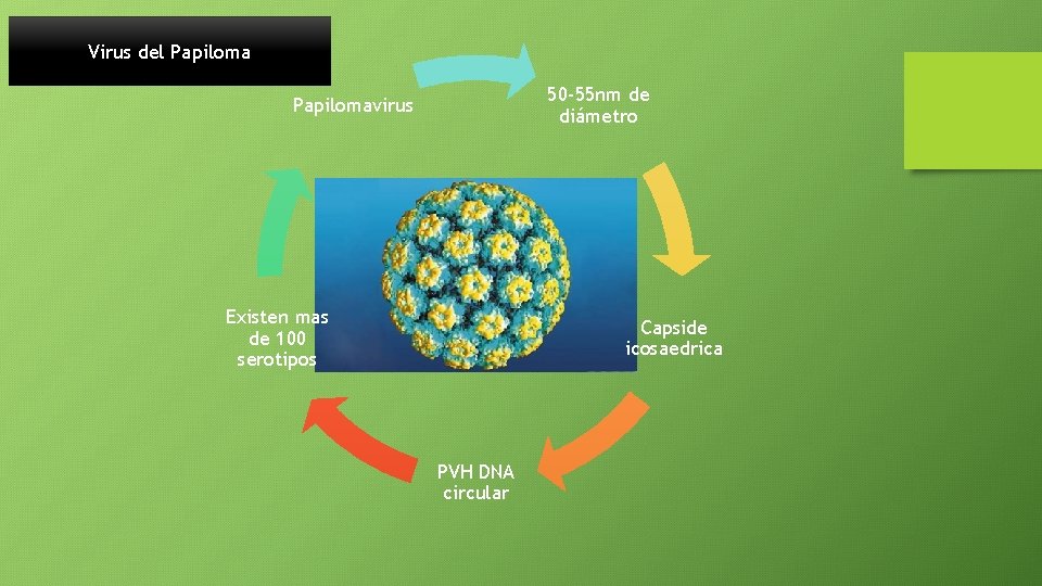 Virus del Papiloma 50 -55 nm de diámetro Papilomavirus Existen mas de 100 serotipos