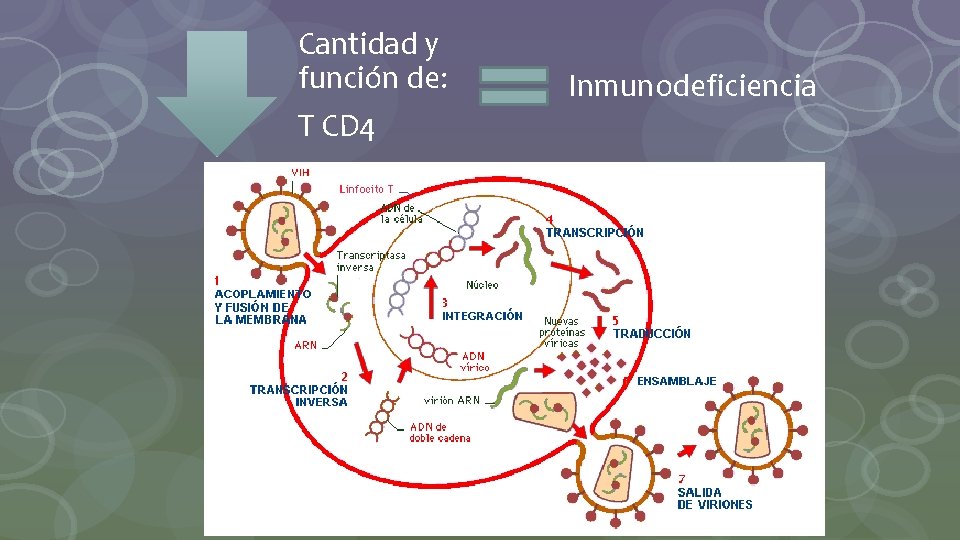 Cantidad y función de: T CD 4 Inmunodeficiencia 