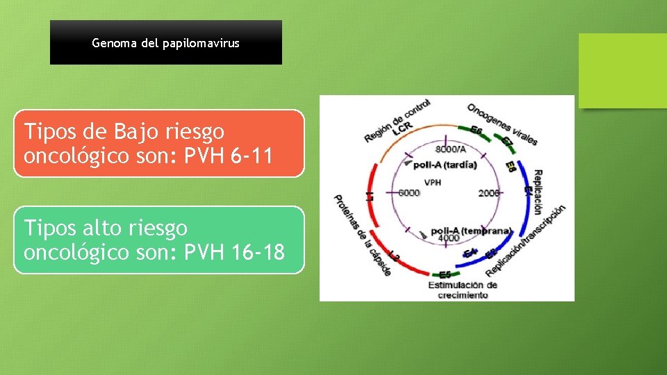 Genoma del papilomavirus Tipos de Bajo riesgo oncológico son: PVH 6 -11 Tipos alto