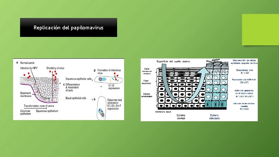 Replicación del papilomavirus 