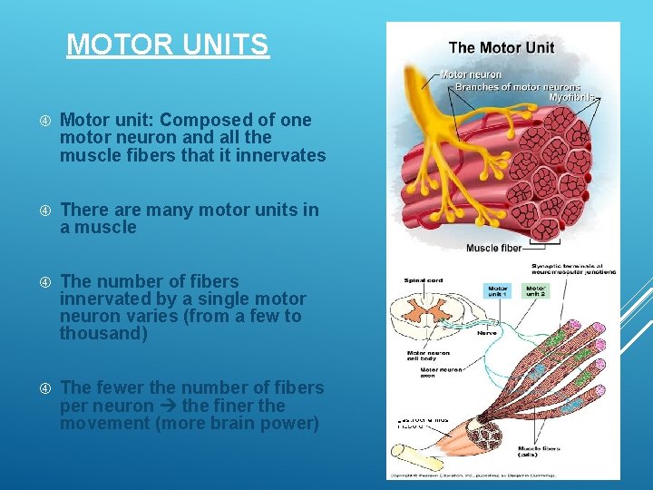 MOTOR UNITS Motor unit: Composed of one motor neuron and all the muscle fibers