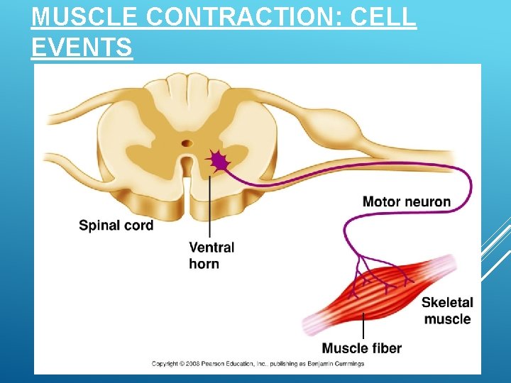 MUSCLE CONTRACTION: CELL EVENTS 