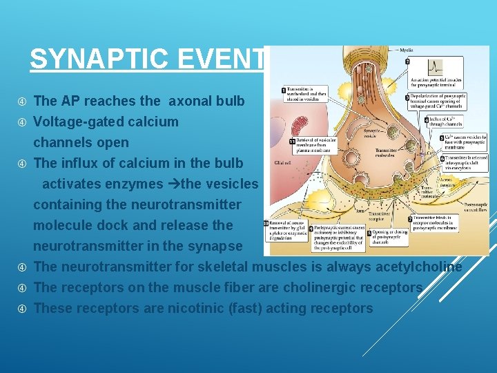 SYNAPTIC EVENTS The AP reaches the axonal bulb Voltage-gated calcium channels open The influx
