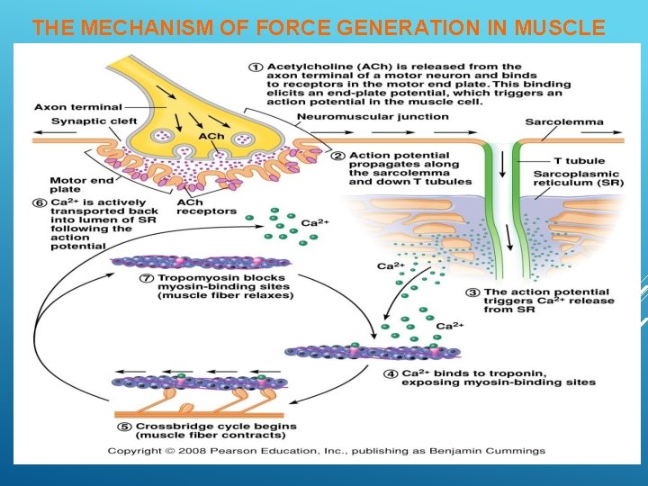 THE MECHANISM OF FORCE GENERATION IN MUSCLE 