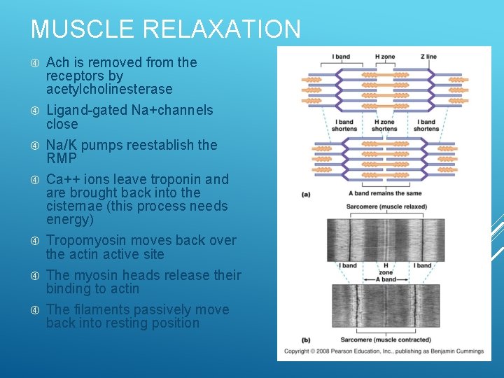 MUSCLE RELAXATION Ach is removed from the receptors by acetylcholinesterase Ligand-gated Na+channels close Na/K
