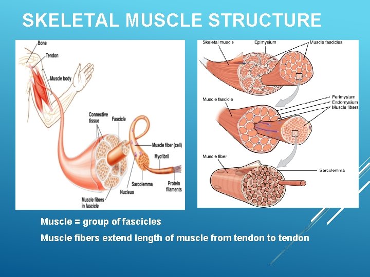 SKELETAL MUSCLE STRUCTURE Muscle = group of fascicles Muscle fibers extend length of muscle