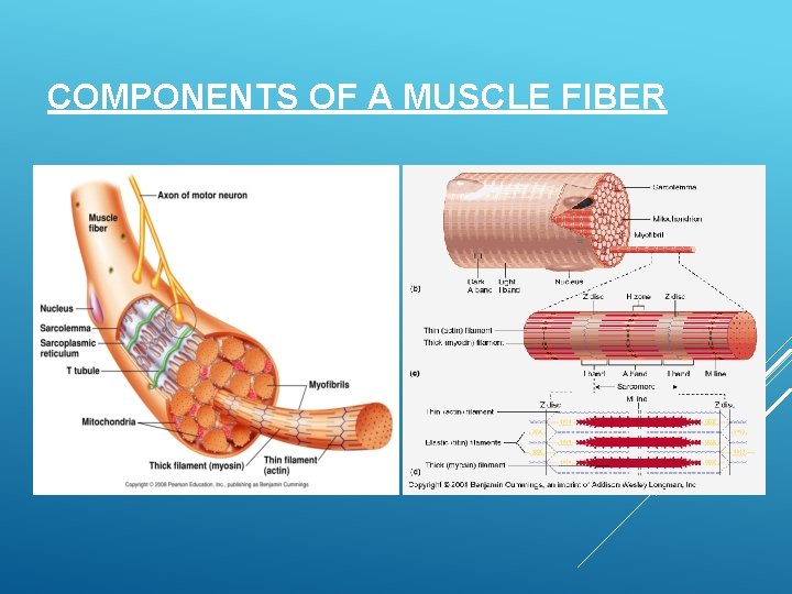COMPONENTS OF A MUSCLE FIBER 