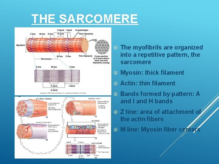 THE SARCOMERE The myofibrils are organized into a repetitive pattern, the sarcomere Myosin: thick