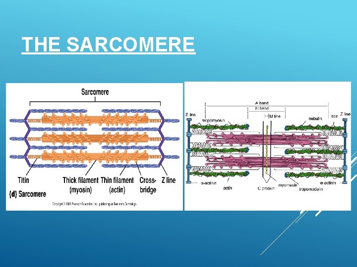 THE SARCOMERE 