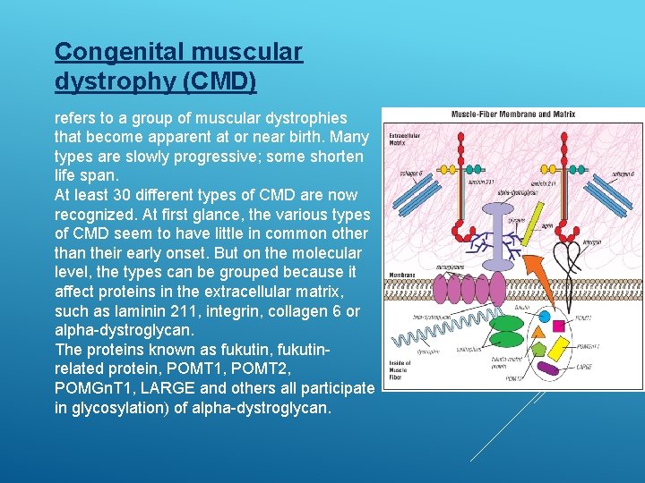 Congenital muscular dystrophy (CMD) refers to a group of muscular dystrophies that become apparent