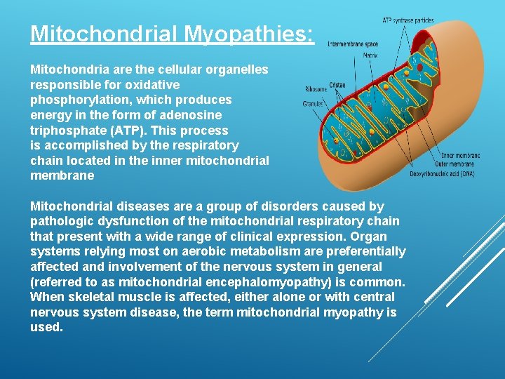 Mitochondrial Myopathies: Mitochondria are the cellular organelles responsible for oxidative phosphorylation, which produces energy