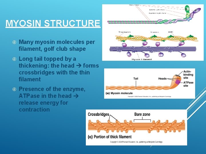 MYOSIN STRUCTURE Many myosin molecules per filament, golf club shape Long tail topped by