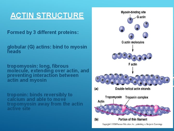 ACTIN STRUCTURE Formed by 3 different proteins: globular (G) actins: bind to myosin heads