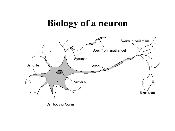 Biology of a neuron 5 