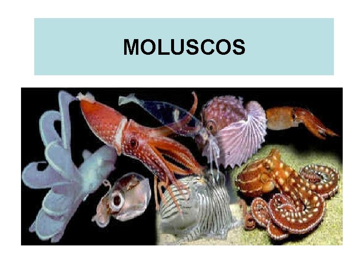 MOLUSCOS 