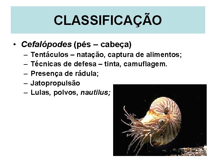 CLASSIFICAÇÃO • Cefalópodes (pés – cabeça) – – – Tentáculos – natação, captura de