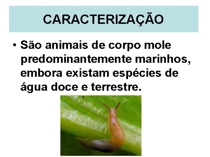 CARACTERIZAÇÃO • São animais de corpo mole predominantemente marinhos, embora existam espécies de água