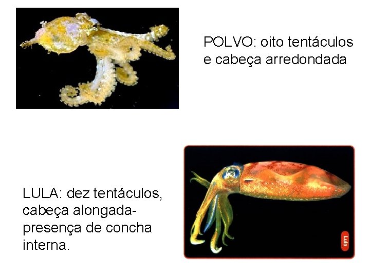 POLVO: oito tentáculos e cabeça arredondada LULA: dez tentáculos, cabeça alongadapresença de concha interna.