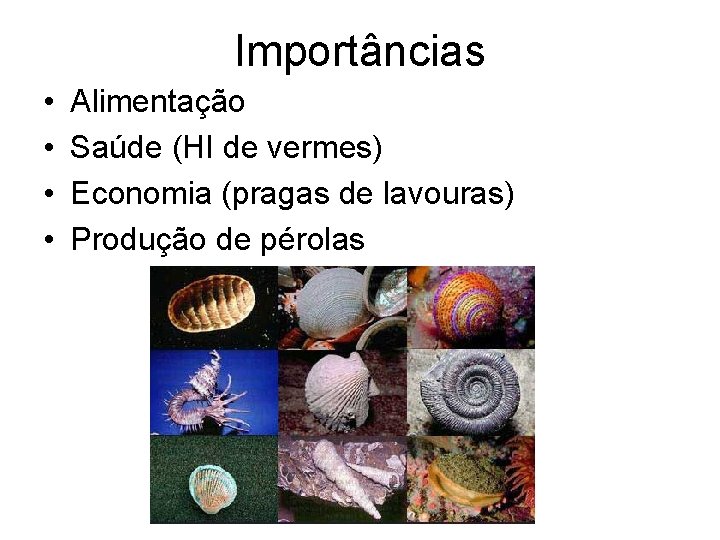 Importâncias • • Alimentação Saúde (HI de vermes) Economia (pragas de lavouras) Produção de